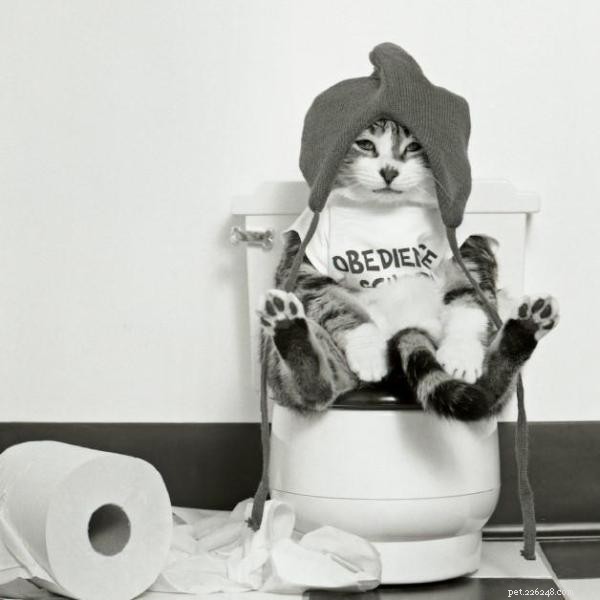 ステップバイステップでトイレを使用するために猫を訓練するトイレ 