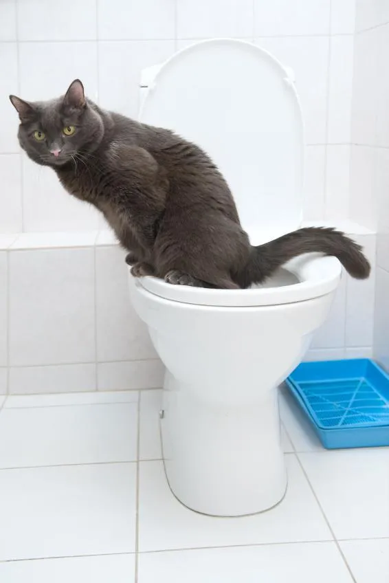 ステップバイステップでトイレを使用するために猫を訓練するトイレ 