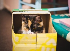 Kutilské hračky pro kočky s kartonem