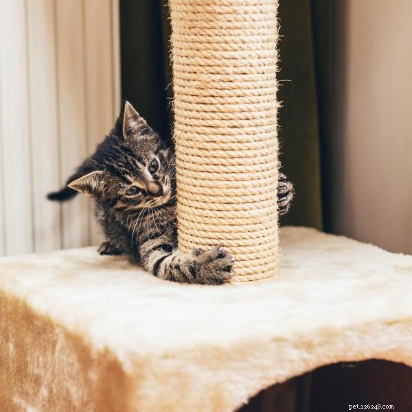 Comment faire un arbre à chat fait maison pour les chats 