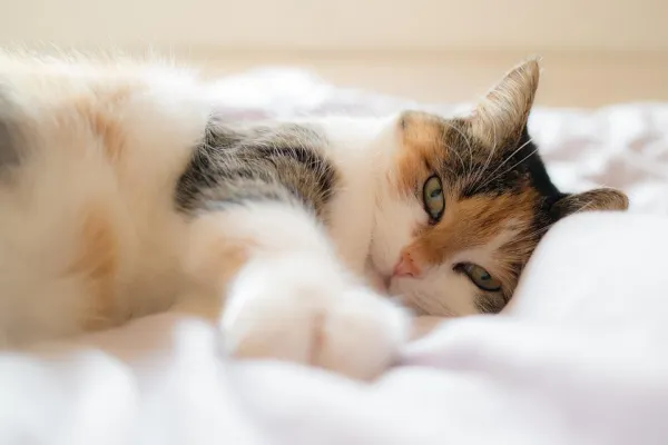 Como fazer um gato dormir em sua própria cama