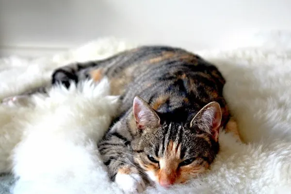 고양이가 자기 침대에서 재우게 하는 방법