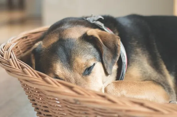 개가 자기 침대에서 자는 법을 가르치는 방법