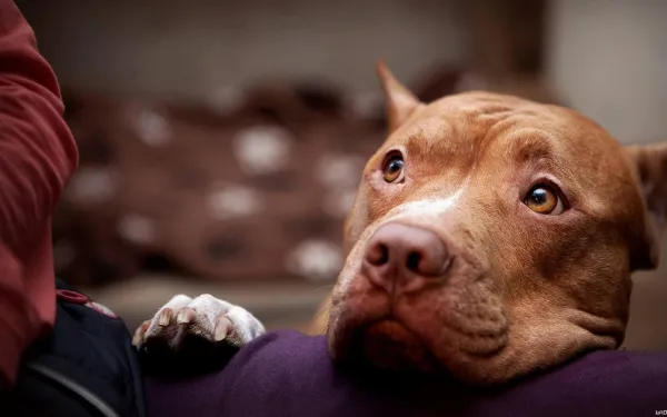 Coabitação entre Pit Bulls e outros cães