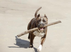 Hur man får en Pit Bull att släppa sitt bett