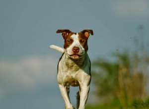 Soužití mezi pitbuly a jinými psy