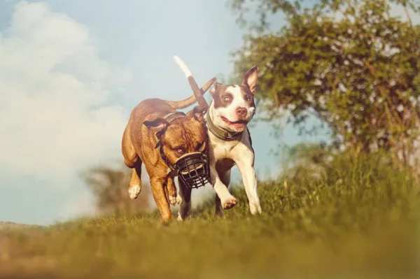 Coabitação entre Pit Bulls e outros cães