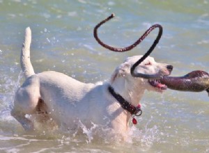 すべての犬は泳ぐことができますか？ -水により適した品種 