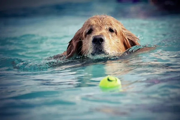 すべての犬は泳ぐことができますか？ -水により適した品種 