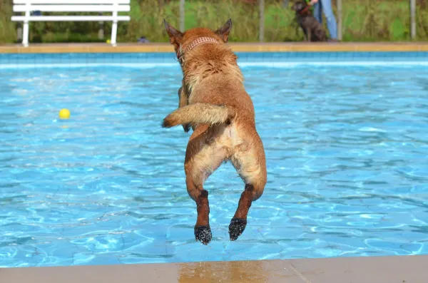 Můžou všichni psi plavat? - Plemena lépe přizpůsobená vodě