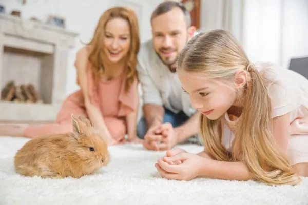 Как сделать кролика более ласковым