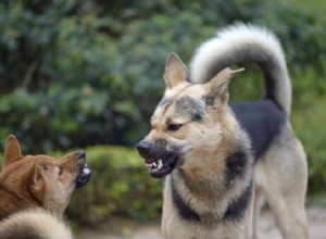 2匹のオスの犬が戦うのを止める方法 