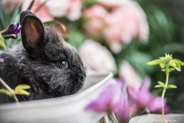 Segni di stress nei conigli