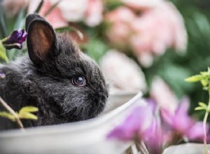 Признаки стресса у кроликов