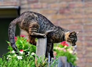Как держать кошек подальше от вашей собственности