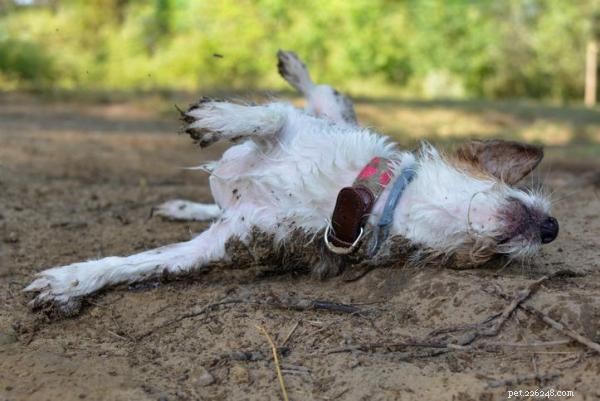 Почему собаки валяются в останках мертвых животных?