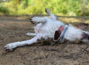 개가 죽은 동물의 유골에서 구르는 이유는 무엇입니까?
