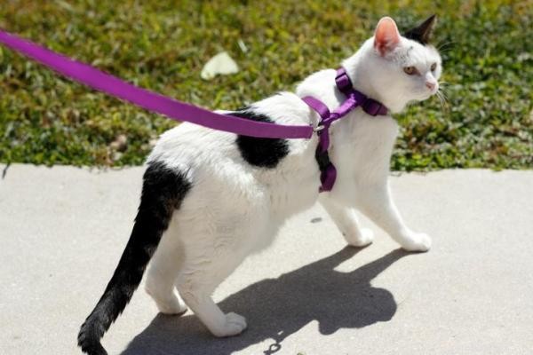 Een kat leren aan de lijn te lopen