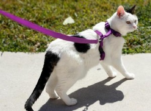 고양이가 목줄로 걷도록 훈련시키는 방법