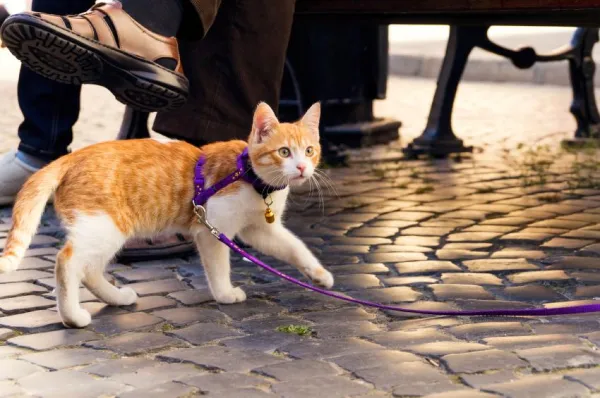 Een kat leren aan de lijn te lopen