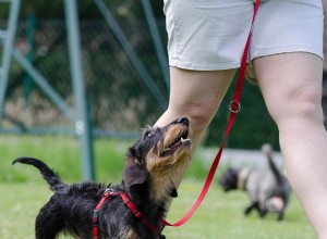 Příručka pro výcvik psů – základní úroveň