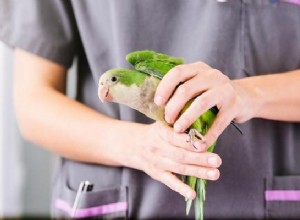 4 признака стресса у попугаев