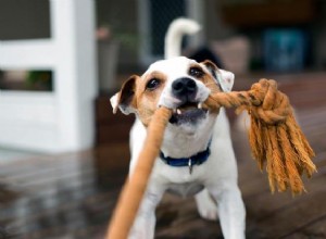개가 놀 때 으르렁거리는 이유는 무엇입니까?