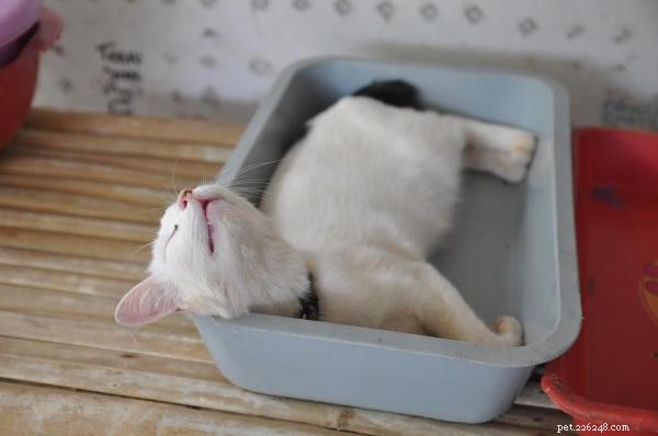 Katt som sover i kattlådan - orsaker och lösningar