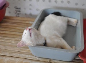 Кошка спит в лотке – причины и решения