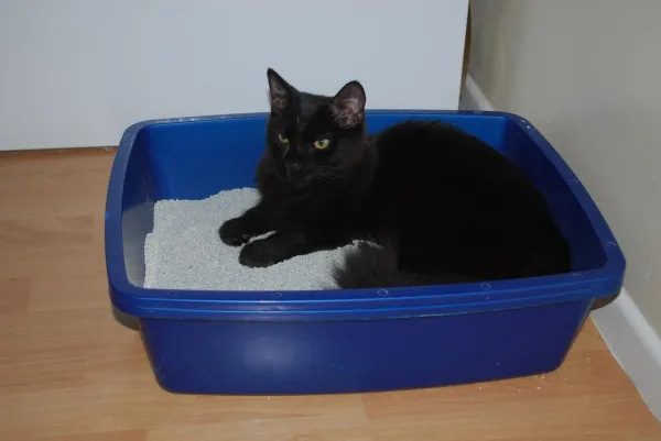 쓰레기통에서 잠자는 고양이 - 원인 및 해결책