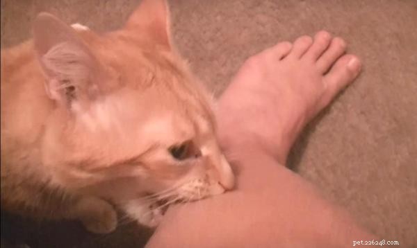 Hur man hindrar min katt från att bita mina fotleder