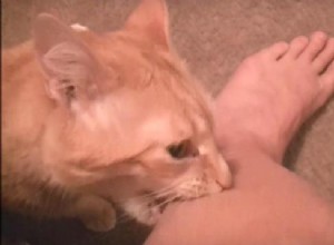 고양이가 내 발목을 물지 못하게 하는 방법