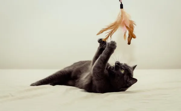 猫が足首を噛まないようにする方法 