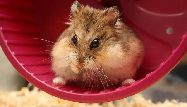 Pourquoi mon hamster mord-il sa cage ?