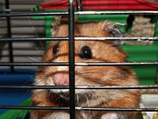 Waarom bijt mijn hamster in zijn kooi?