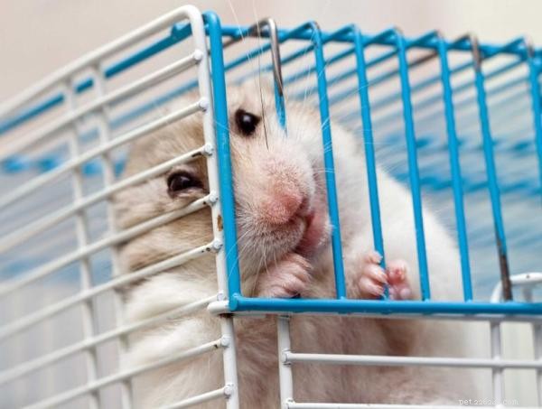 Varför biter min hamster i sin bur?
