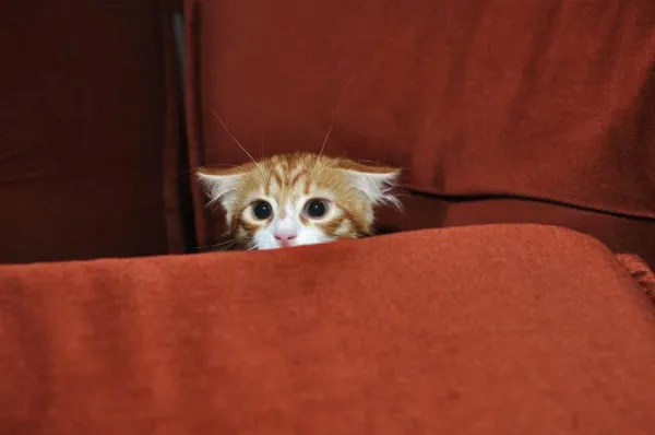 Come avvicinarsi a un gatto spaventato