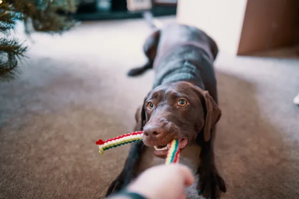 6 giochi da giocare con il tuo cane al chiuso