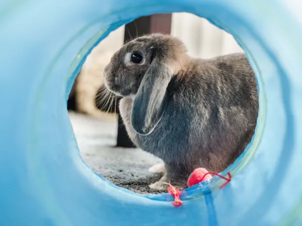 I conigli da compagnia possono essere addestrati al vasino?