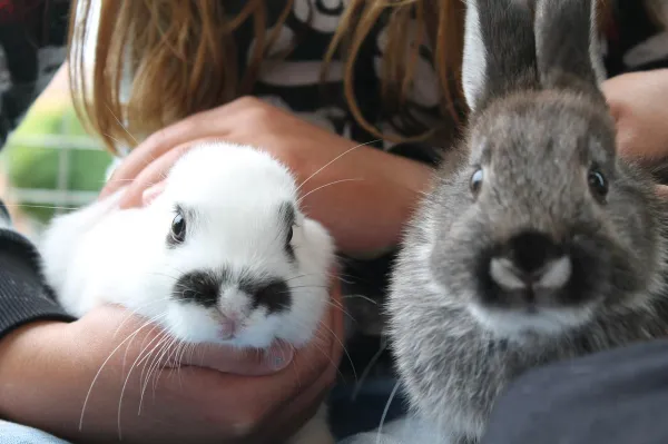 Les lapins de compagnie peuvent-ils être propres ?