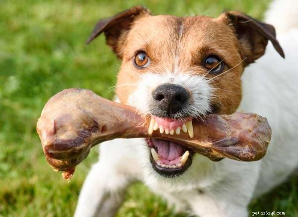Come fermare l aggressione alimentare nei cani