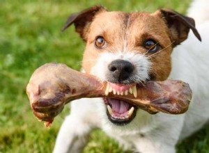 犬の食物攻撃を止める方法 
