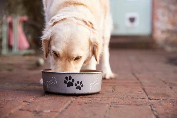 Como parar a agressão alimentar em cães