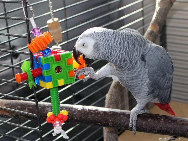 Os melhores brinquedos para papagaios