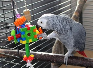 Лучшие игрушки для попугаев