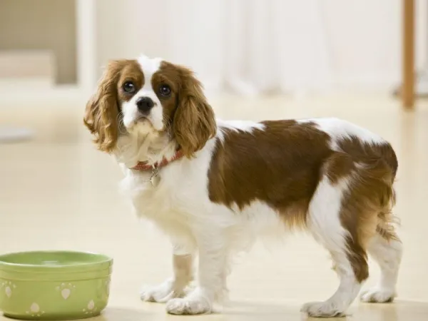 Comment arrêter l agression alimentaire chez les chiens 