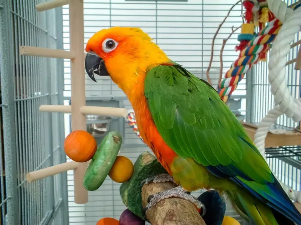 Os melhores brinquedos para papagaios