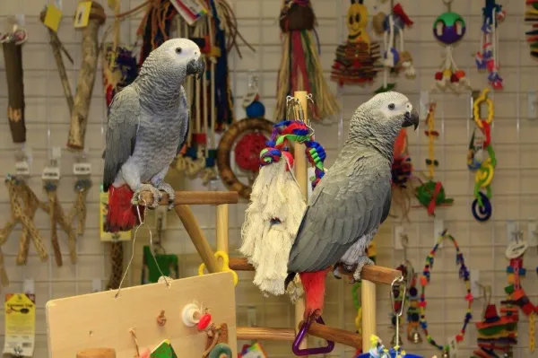 Nejlepší hračky pro papoušky