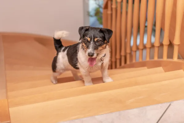 私の犬は階段が怖い 