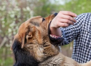 Как отучить собаку кусаться в возбужденном состоянии